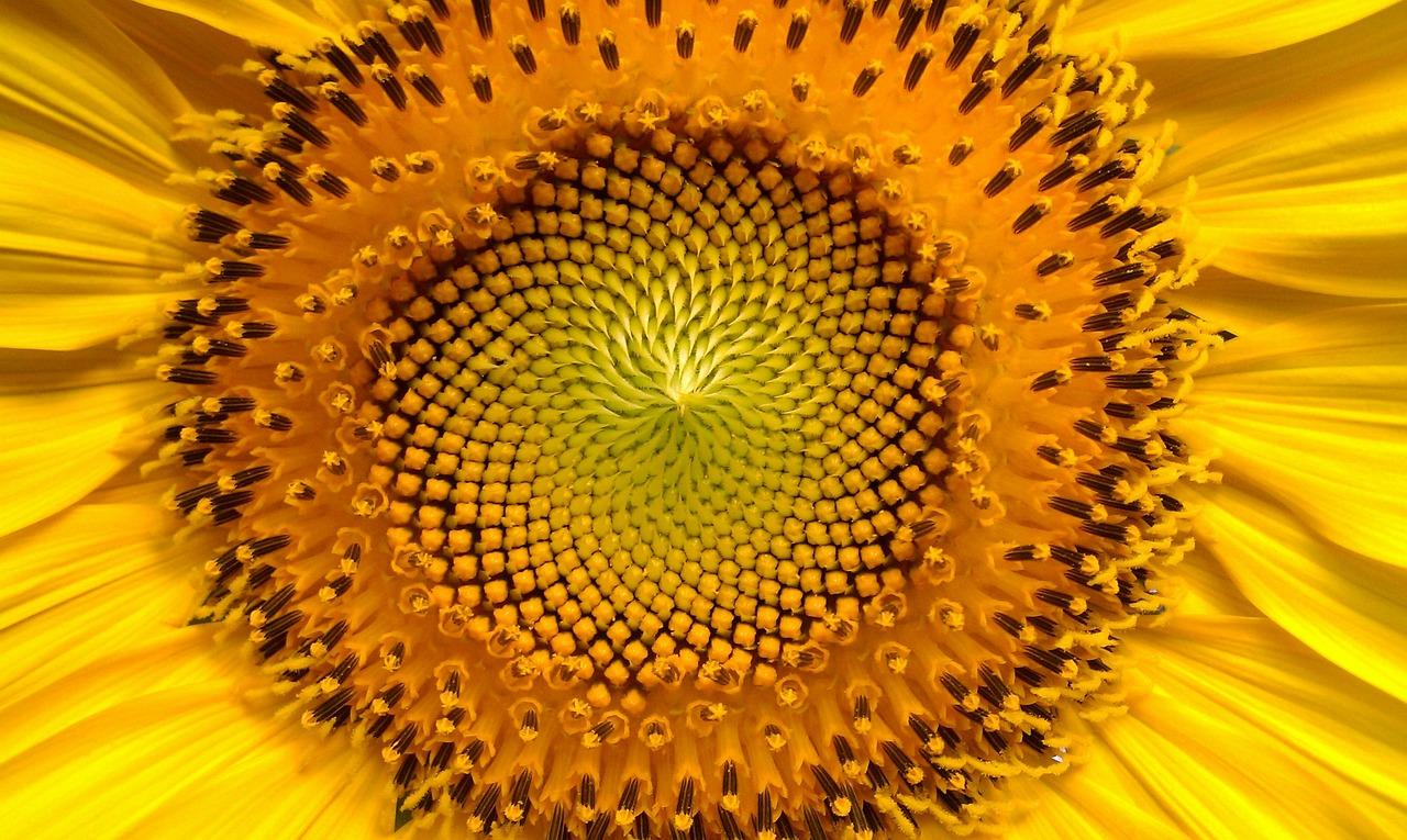 flower, sunflower, plant-94187.jpg